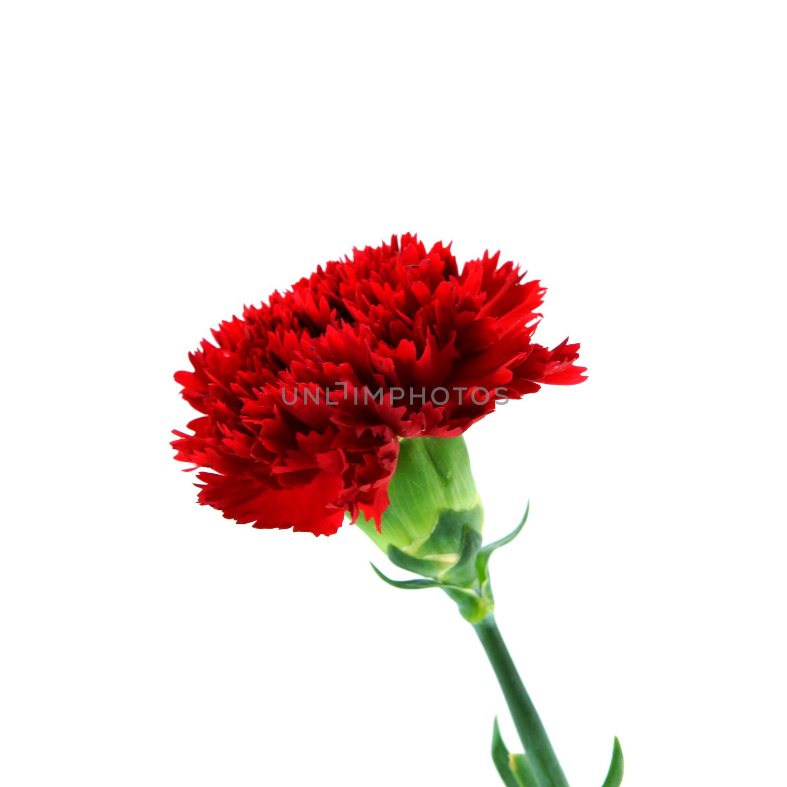 elegant carnation for mother's day image by Noppharat_th