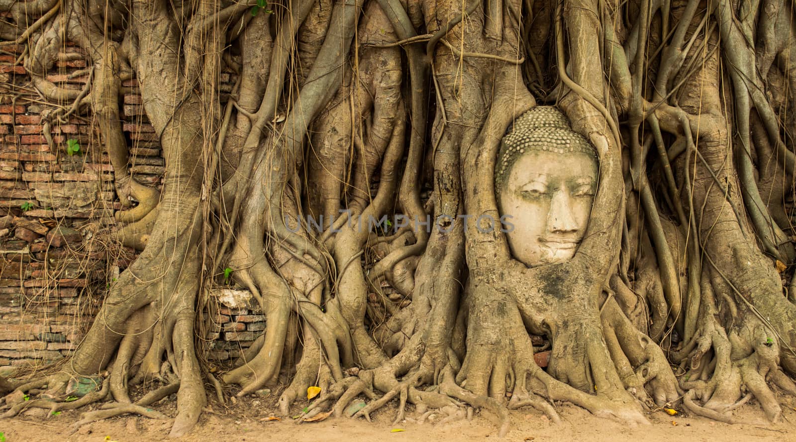 Ancient Buddha head in the tree roots. Ayutthaya, Thailand