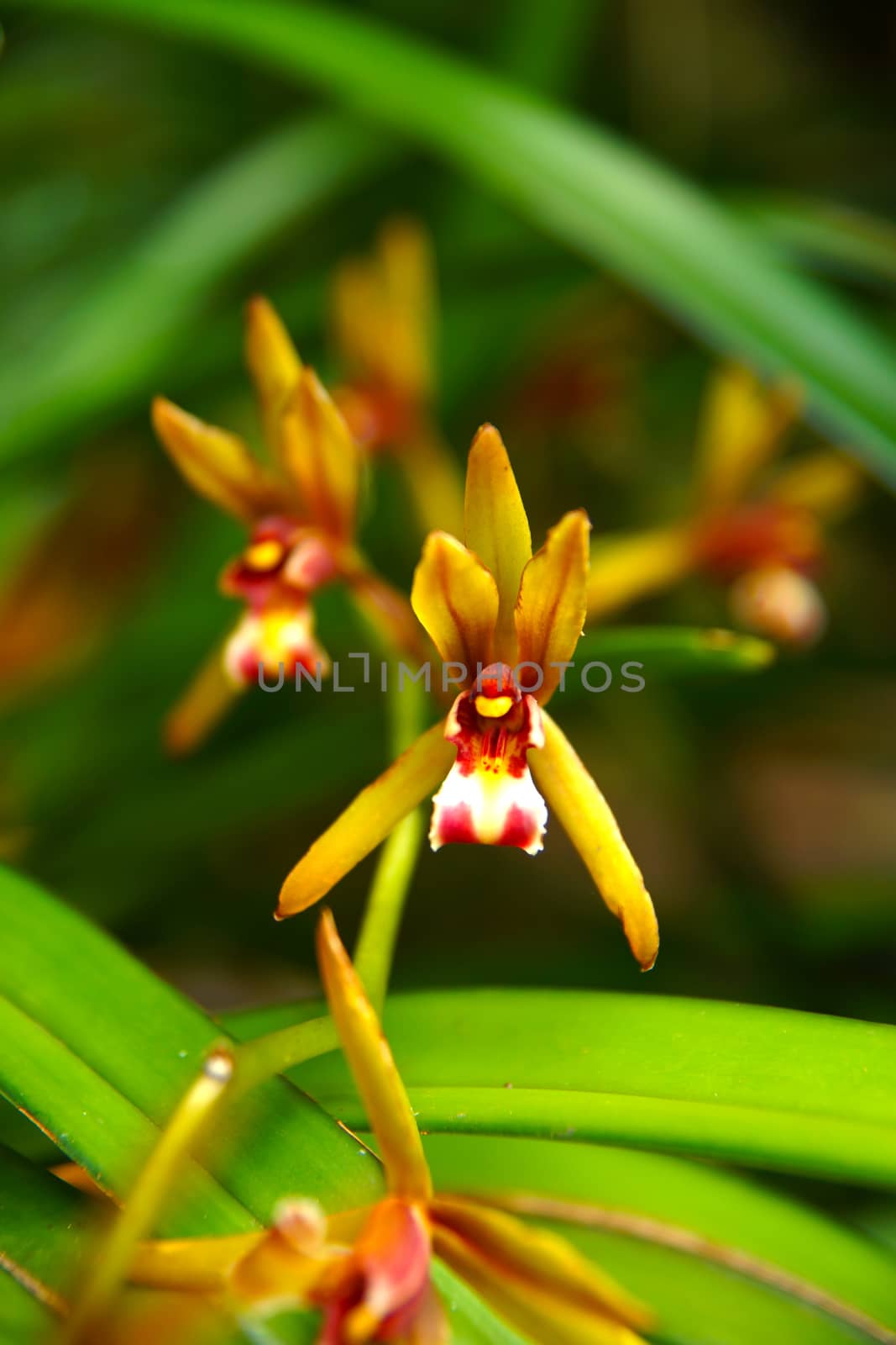 Beautiful orchid flower of Cymbidium finlaysonianum.