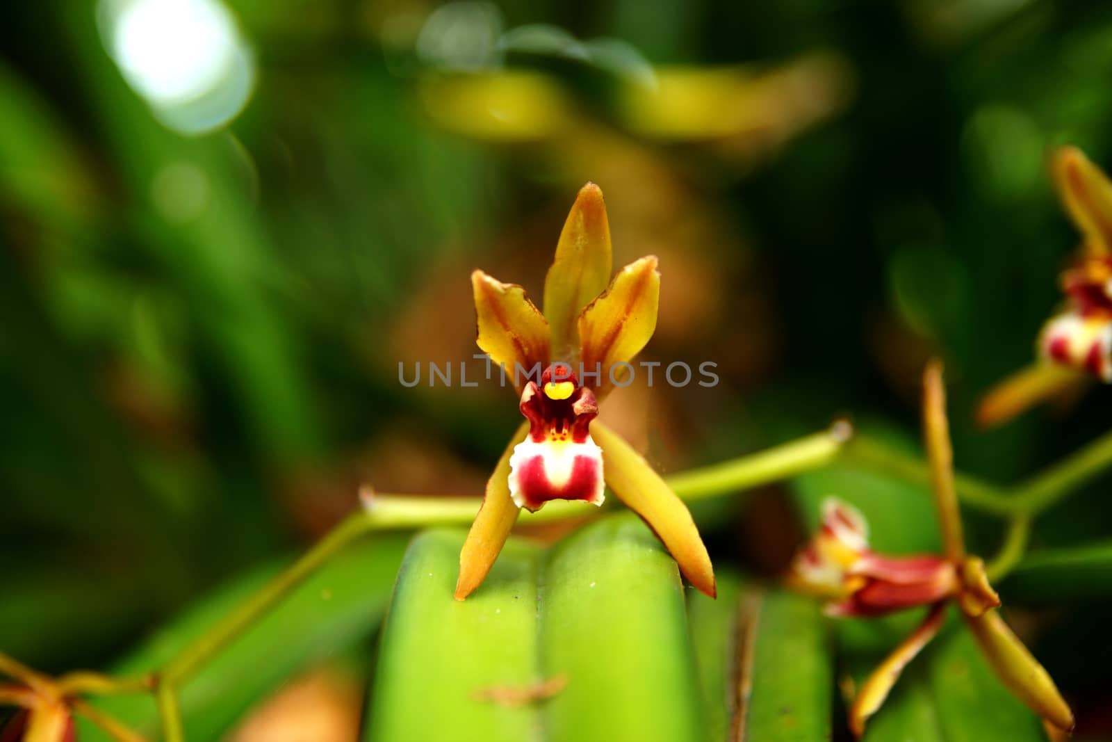 Beautiful orchid flower of Cymbidium finlaysonianum.