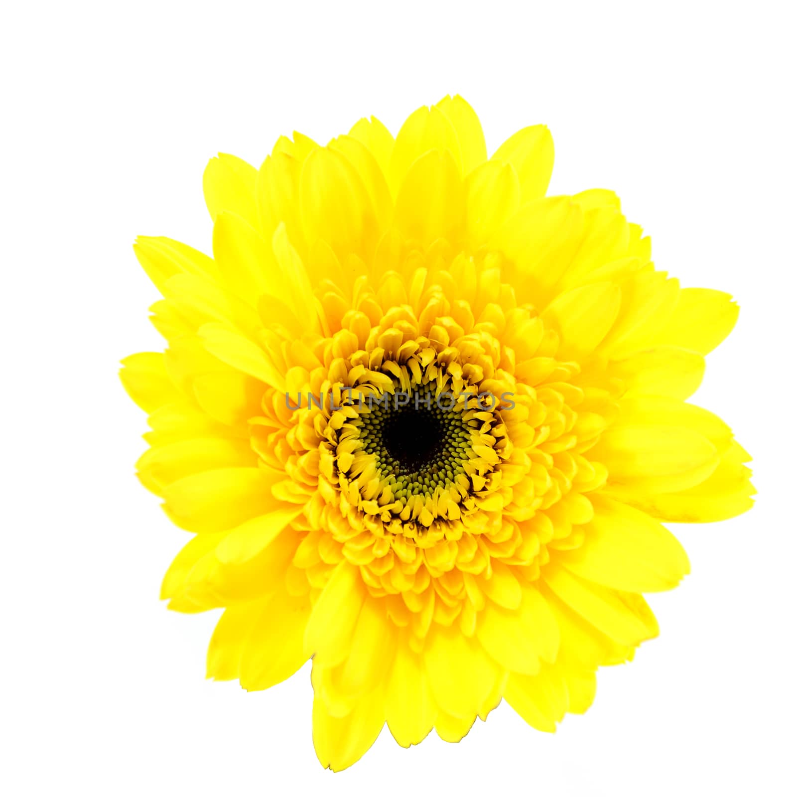 african daisy (gerbera) isolated on white