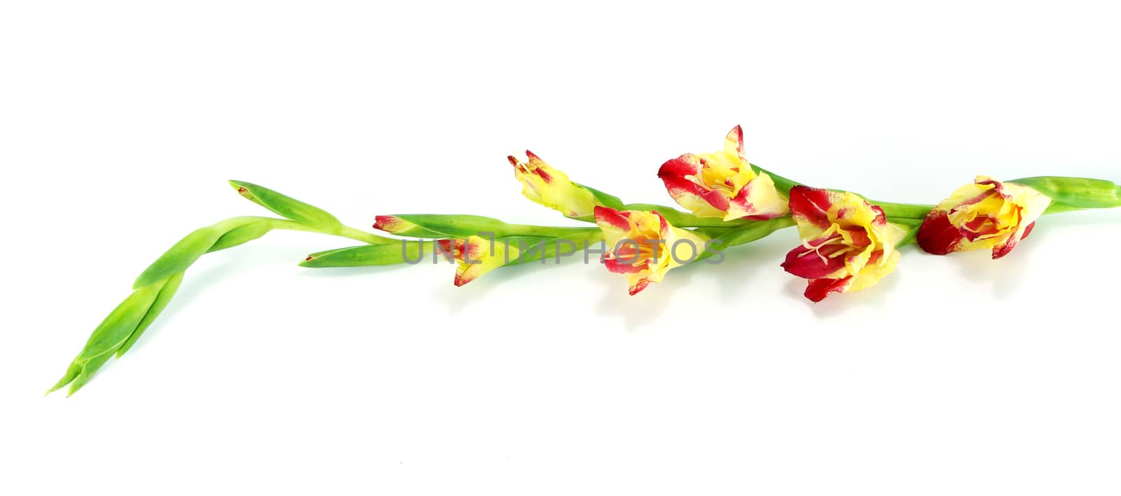 branch of yellow-pink gladiolus on white background close-up by Noppharat_th