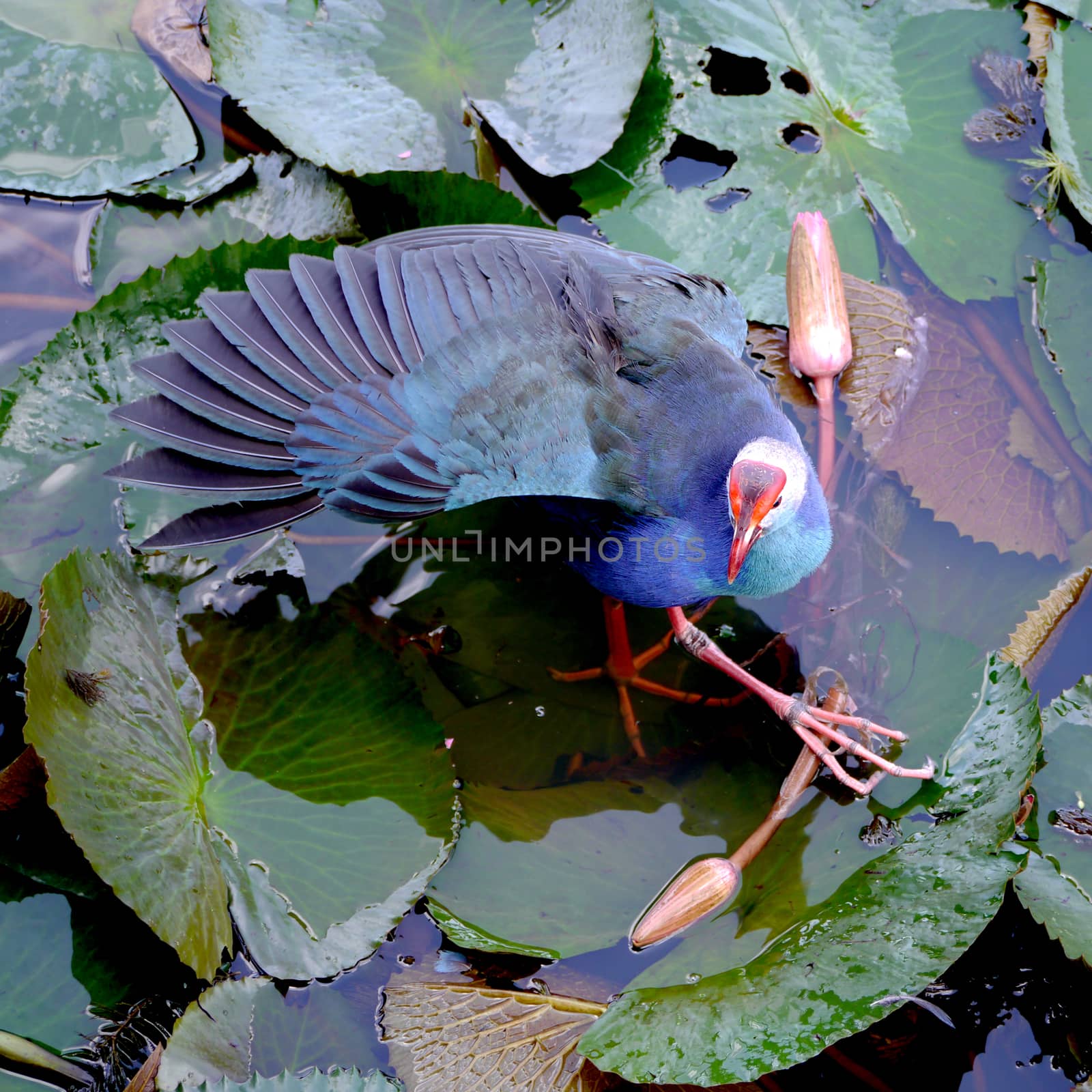 Bronze-winged Jacana bird in lotus lake, South of Thailand. (Metopedius indicus.)