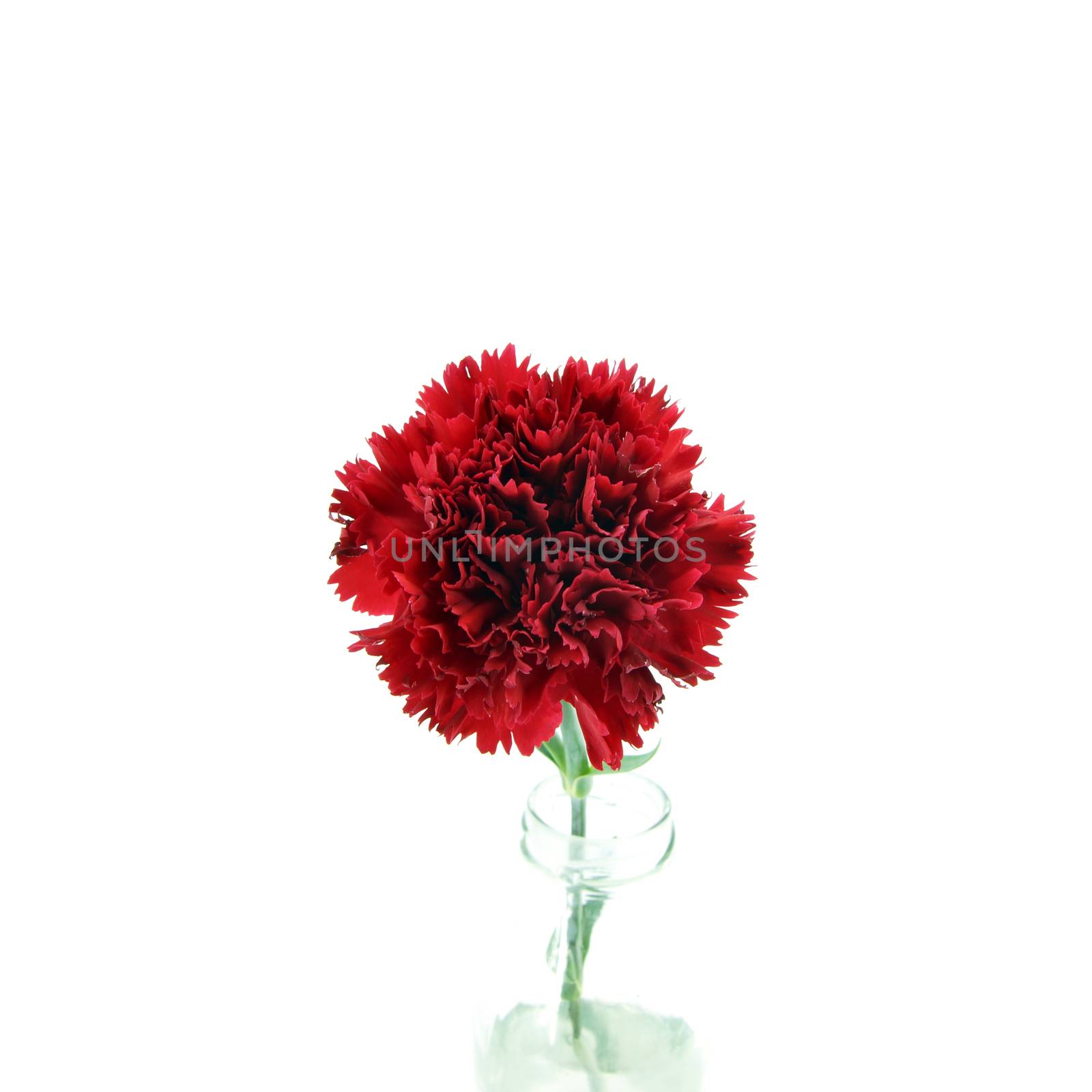 Smaller carnations on a white background  for mother's day.