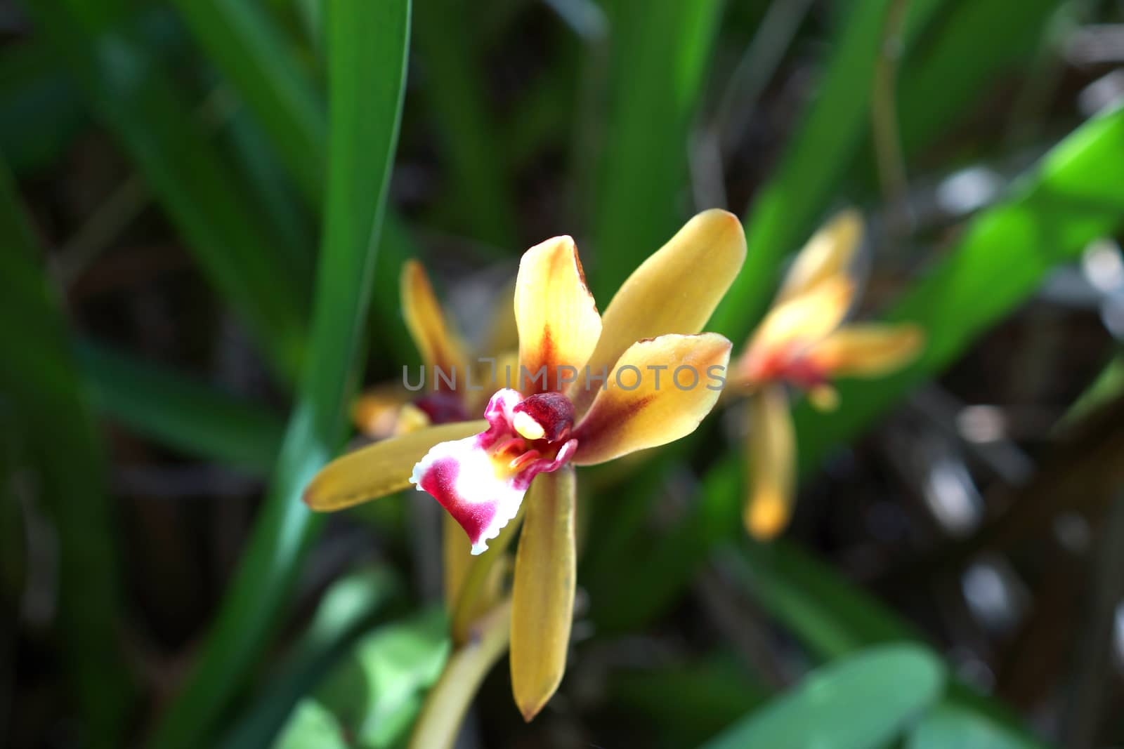 Beautiful orchid flower of Cymbidium finlaysonianum in the forest.