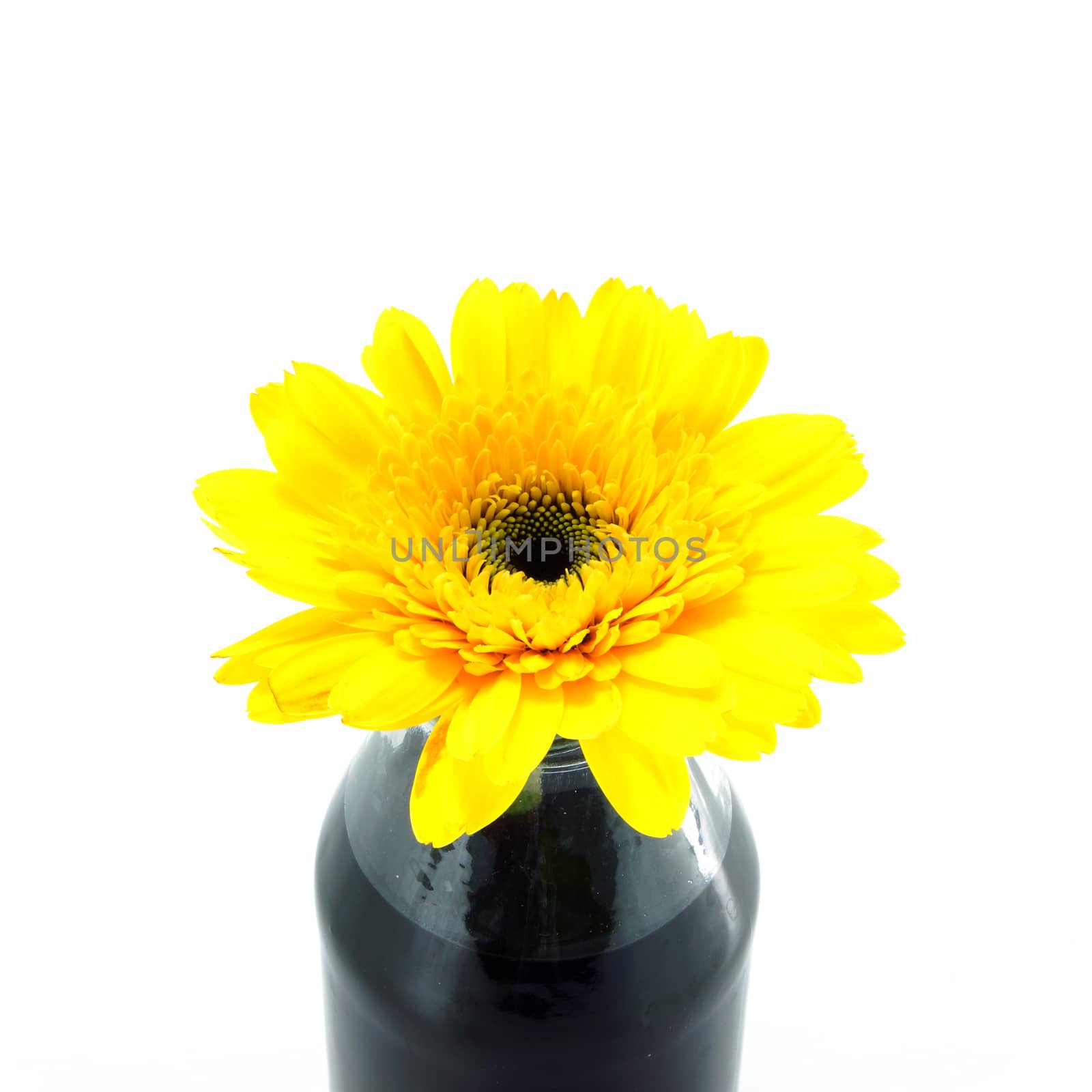 African daisy (gerbera) isolated on white background. by Noppharat_th