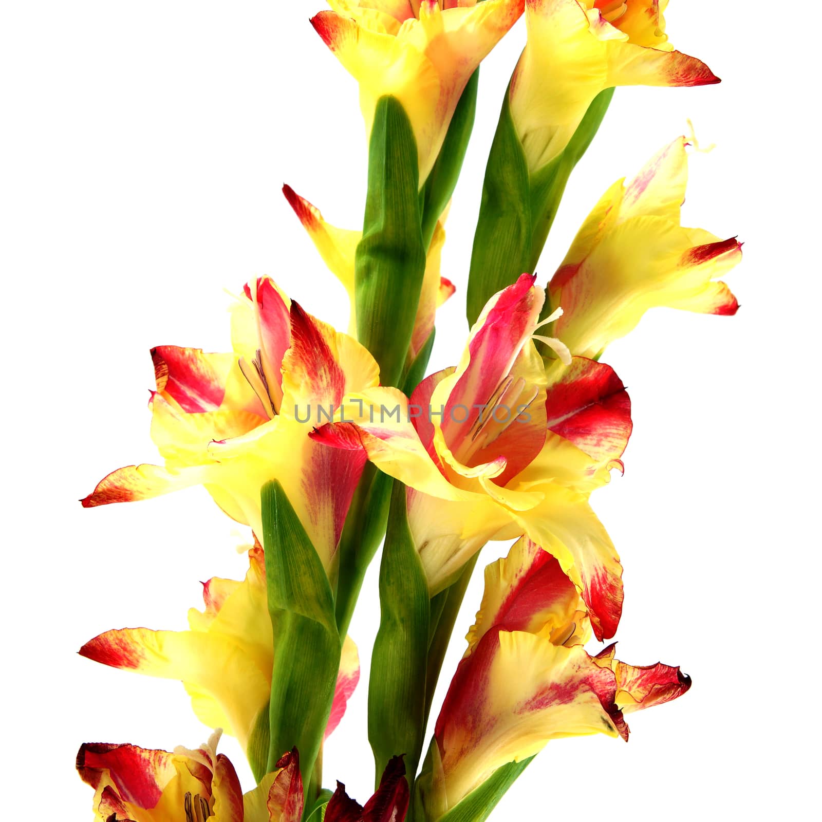 Branch of yellow-red gladiolus on white background.