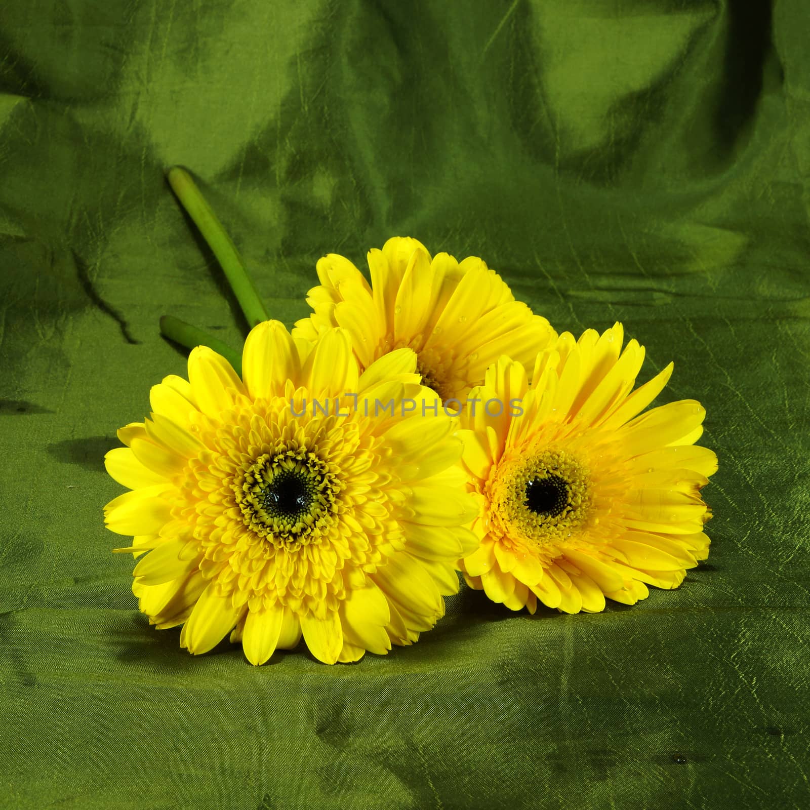 Yellow African daisy (gerbera)  on green fabric background. by Noppharat_th