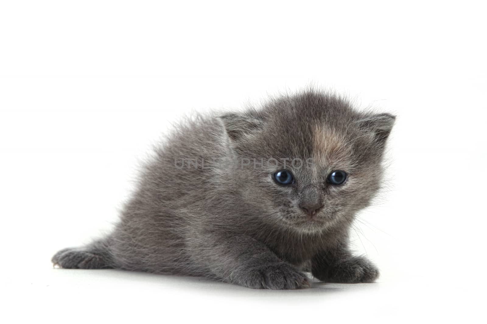 Adorable Kitten on White Background