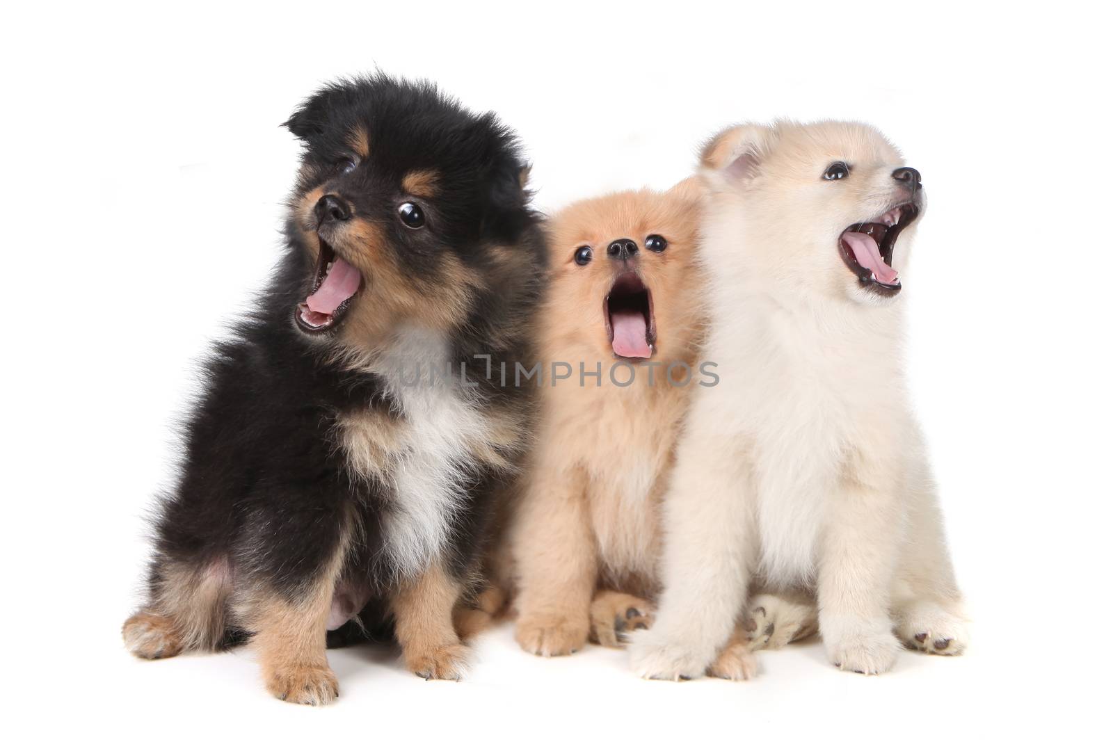 Howling Singing Pomeranian Puppies on White Background by tobkatrina