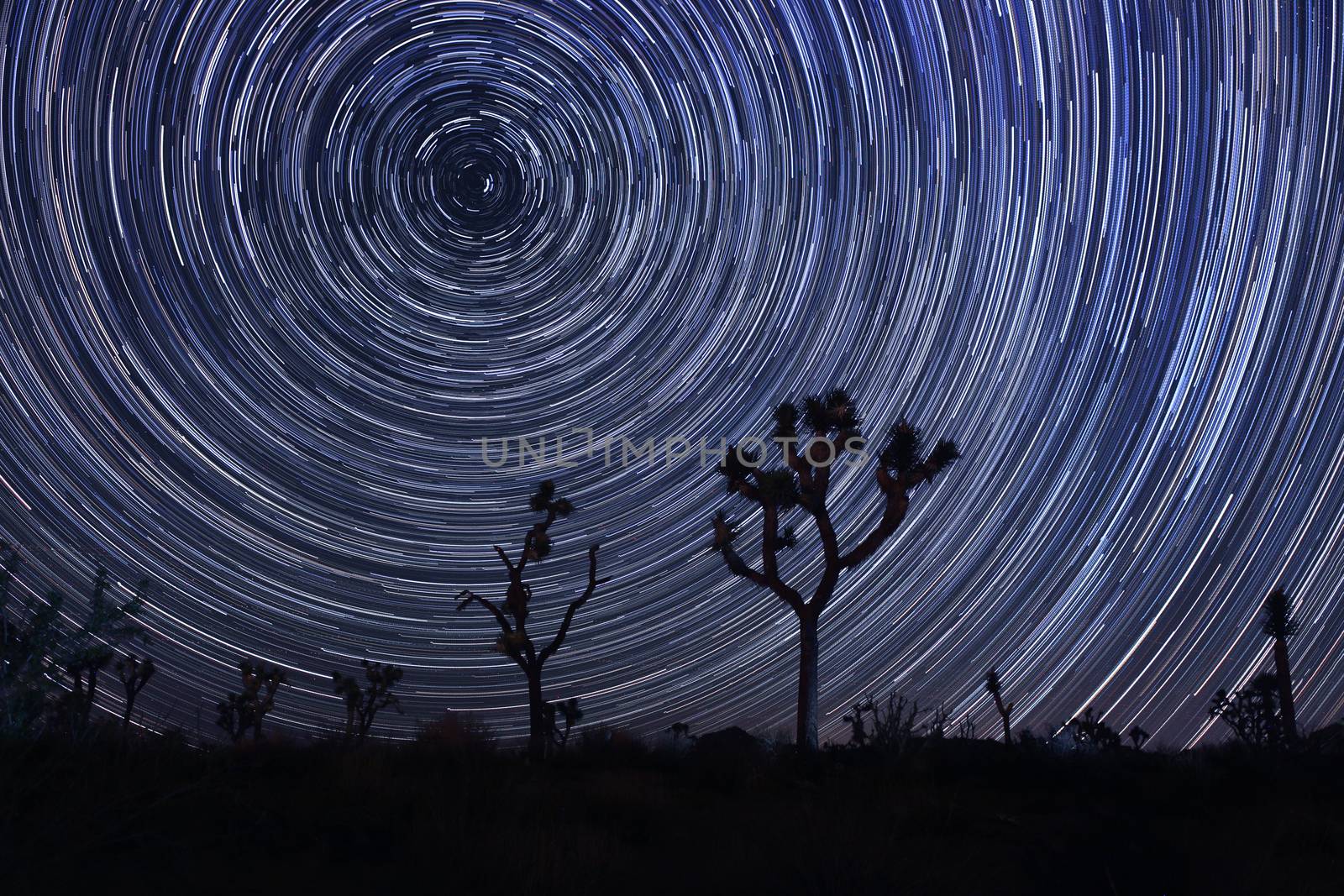 Star Trails and Milky Way in Joshua Tree National Park by tobkatrina