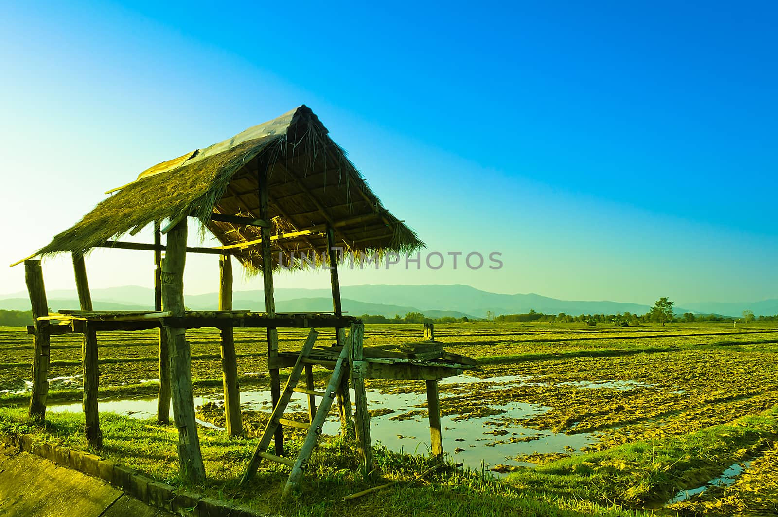 The Faemer's Little Shack biside the Rice Field.