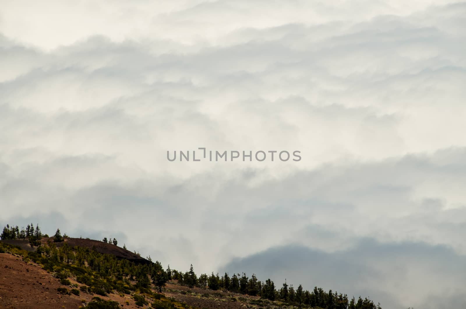 High Clouds over Pine Cone Trees Forest in Tenerife Island