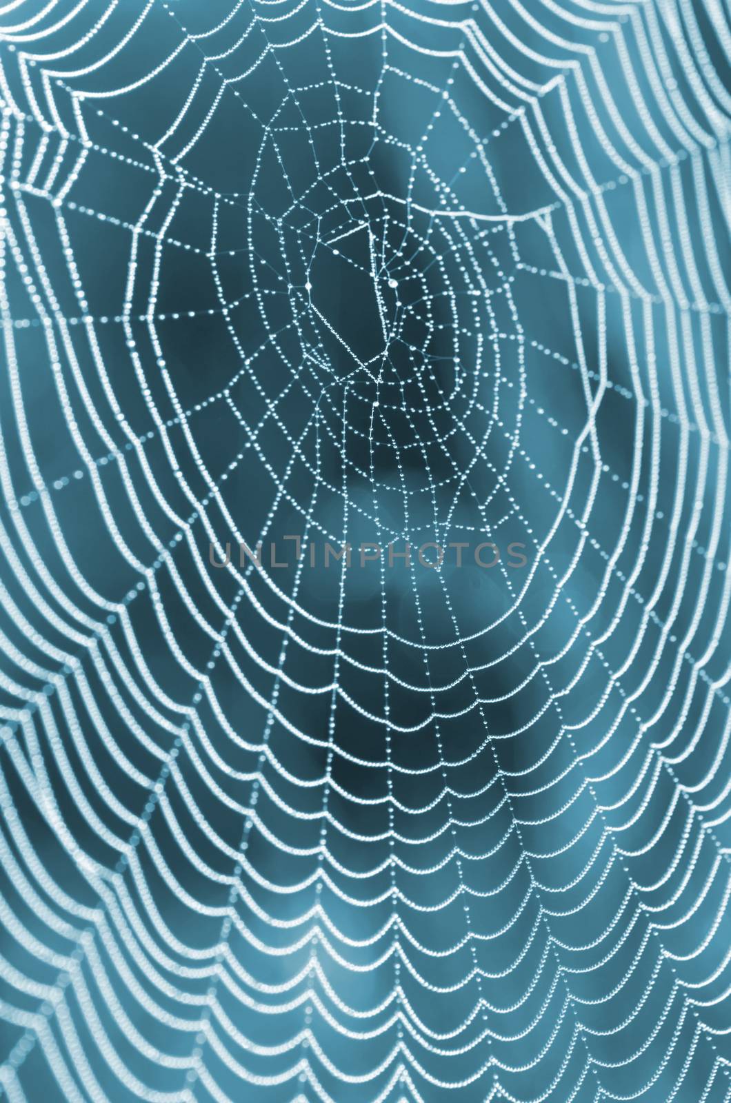 The spider web (cobweb) closeup background. by dolnikow