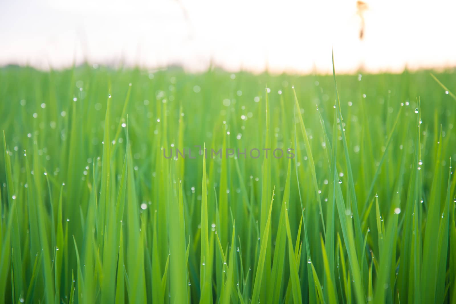 A field where rice is grown in Thailand.