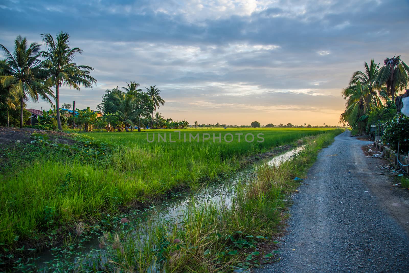 A field where rice is grown in Thailand.