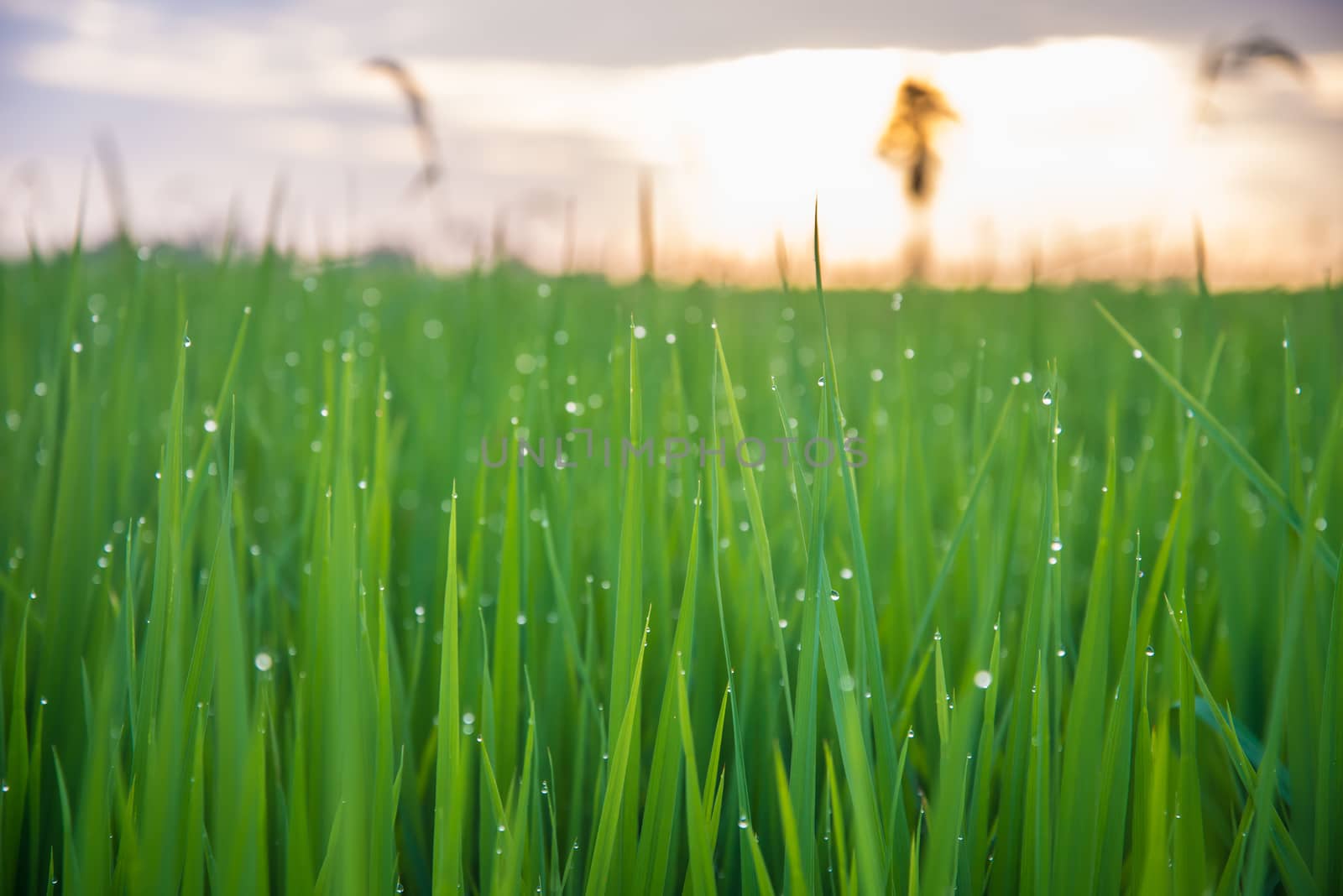 A field where rice is grown in Thailand.