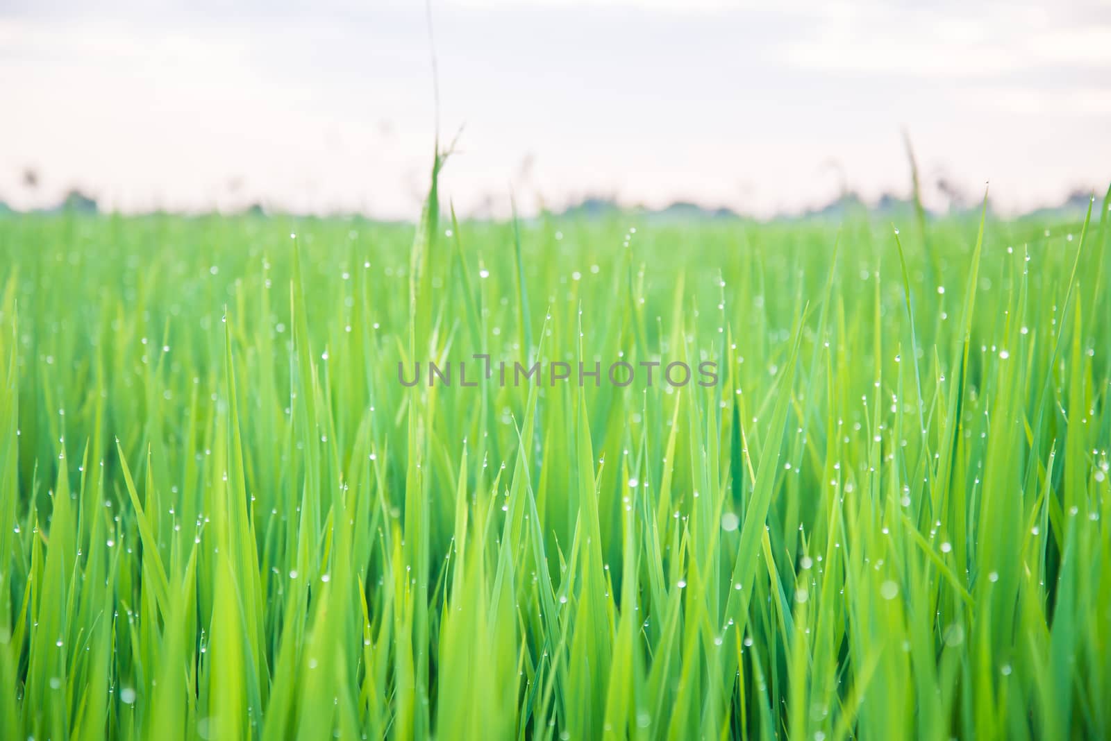 A field where rice is grown in Thailand.