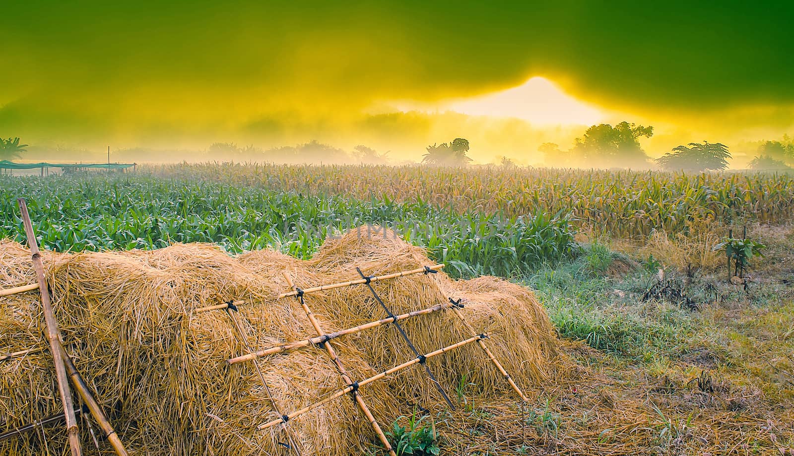 The landscape scene of field with sunrise in the morning.