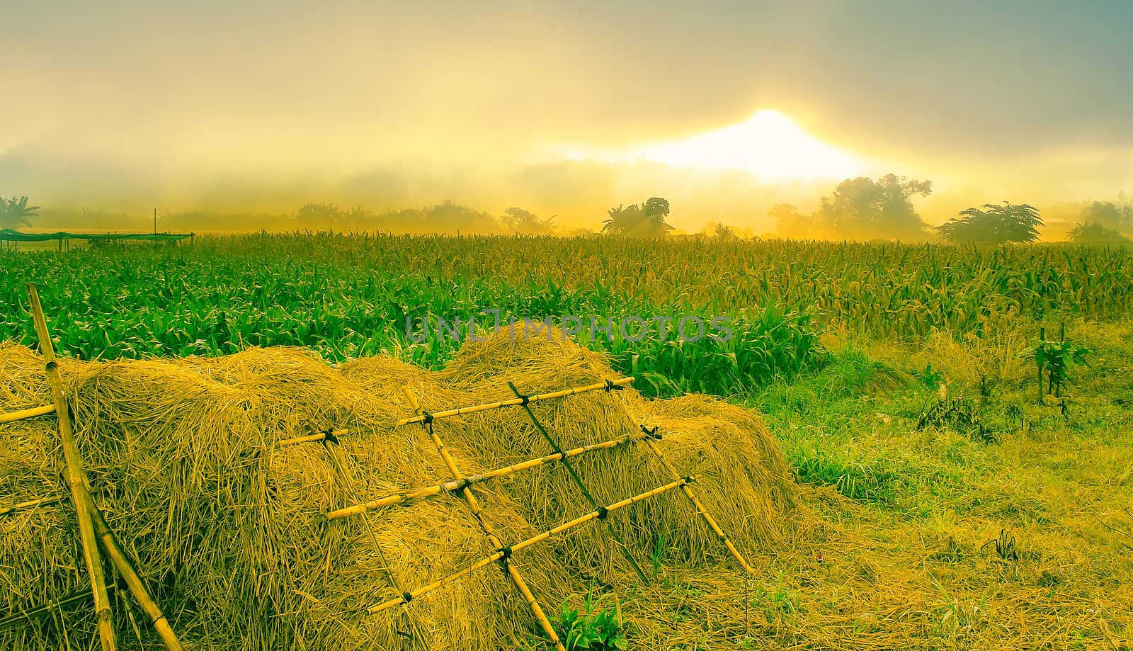The landscape scene of field with sunrise in the morning.