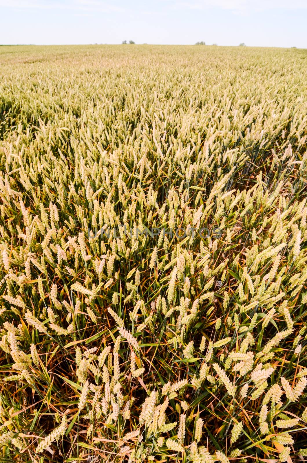 Textured Wheat Field by underworld