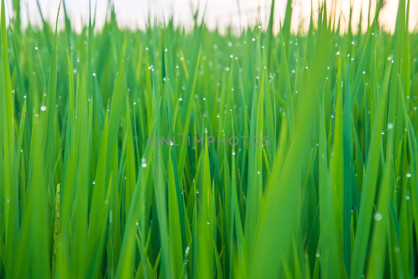 A field where rice is grown in Thailand.