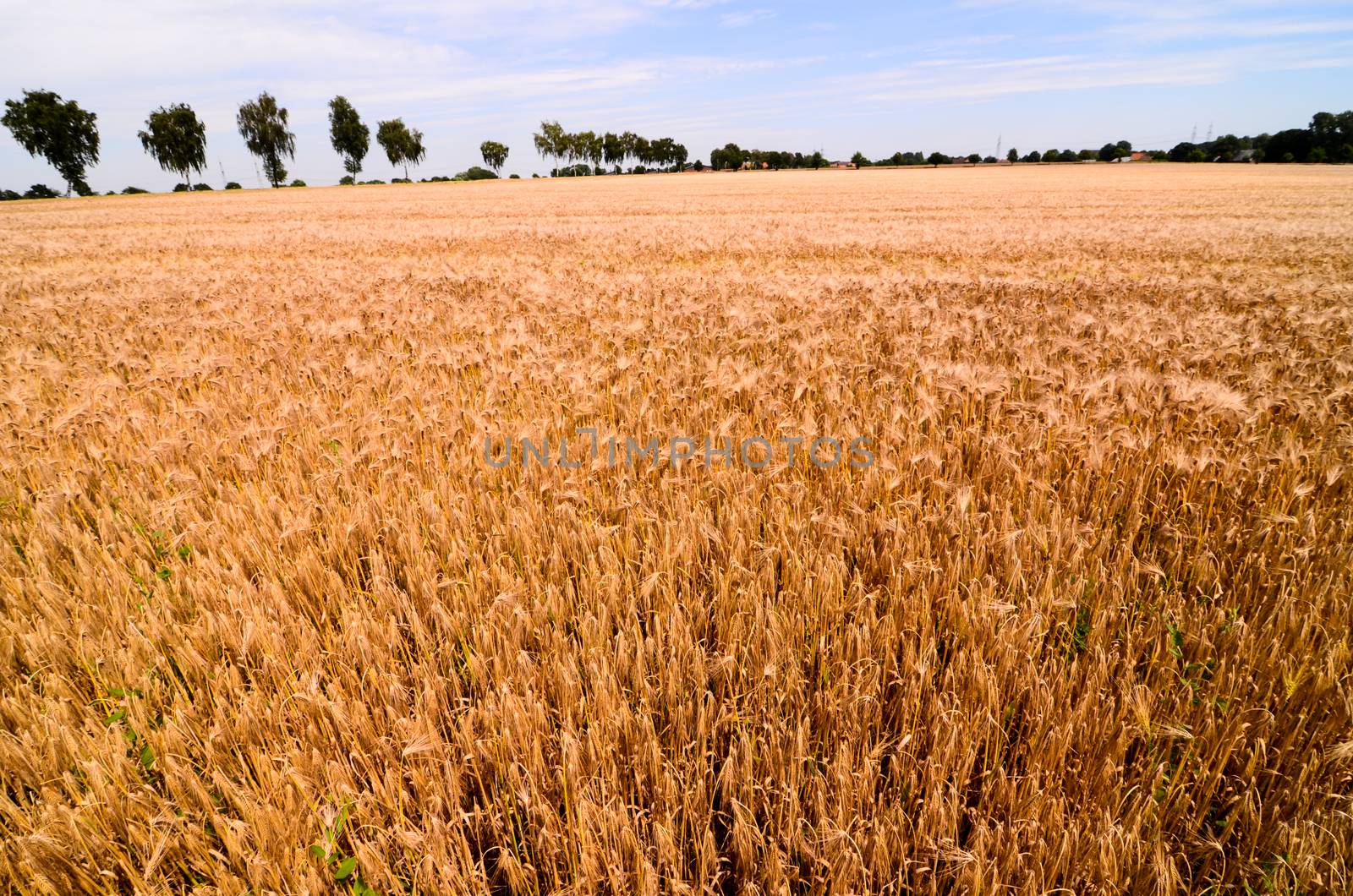 Textured Wheat Field at Europen Countryside in Germany