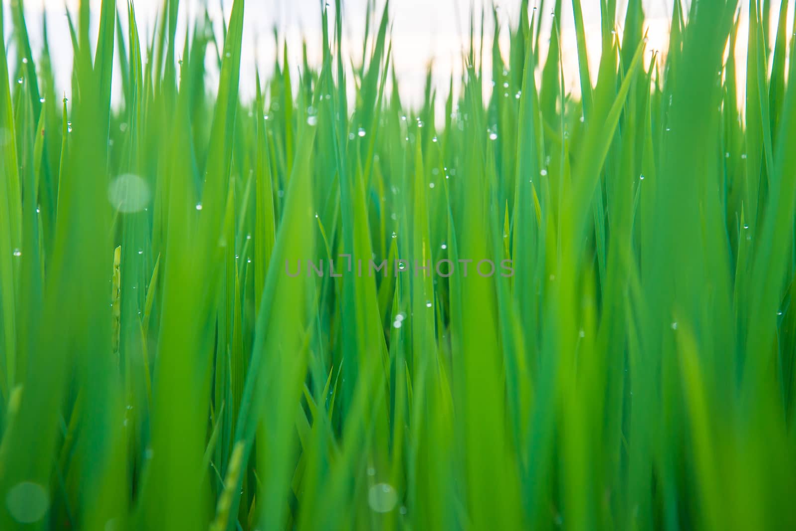 A field where rice is grown in Thailand.