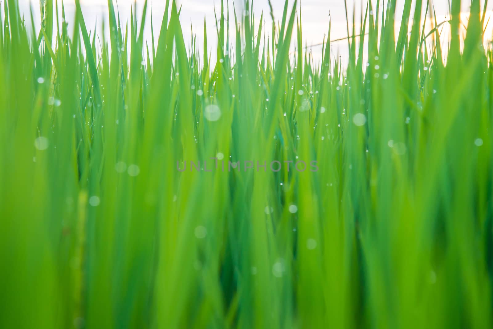 A field where rice is grown in Thailand.