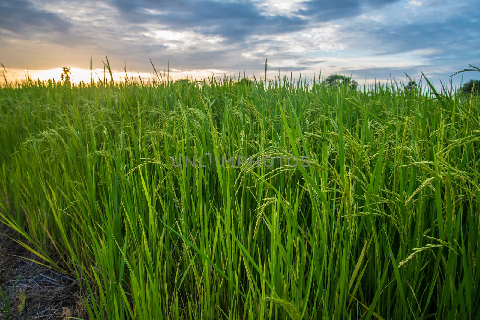 A field where rice is grown in Thailand.