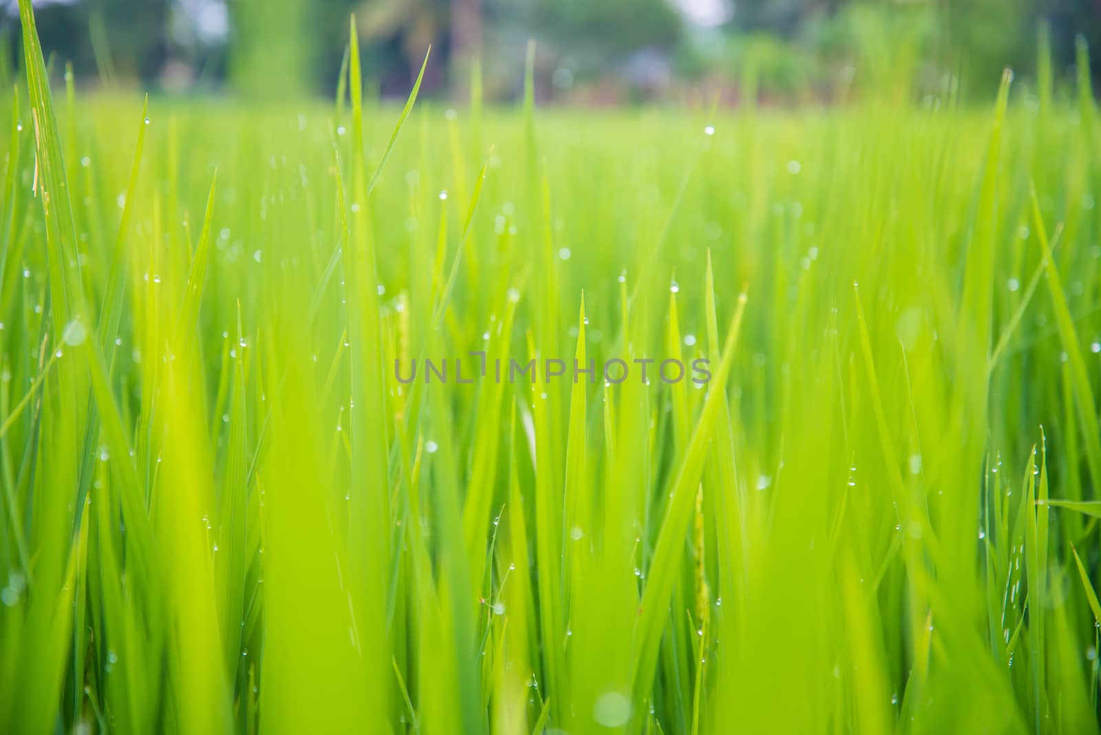 A field where rice is grown in Thailand.