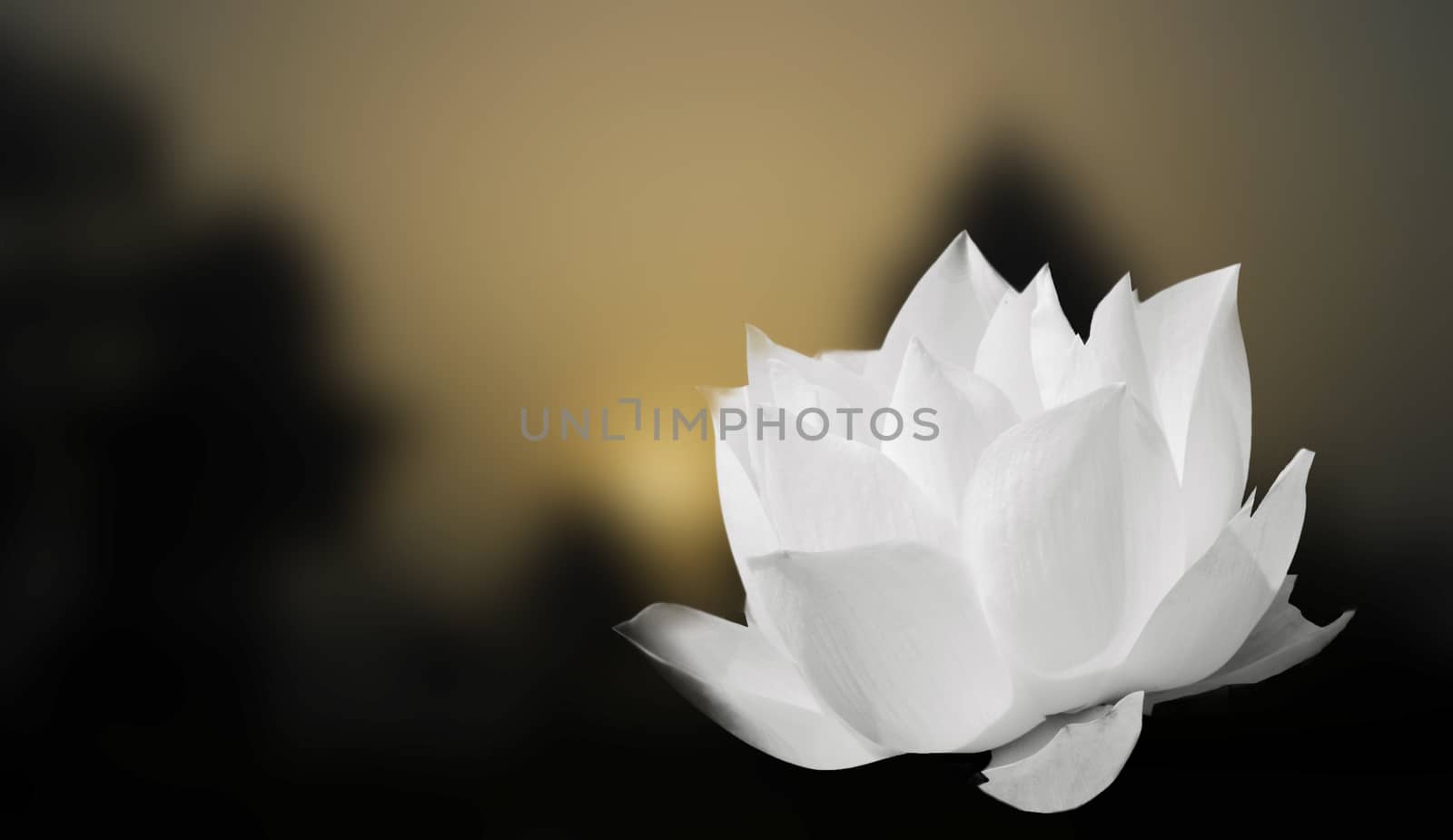 The White Lotus on the blur background.