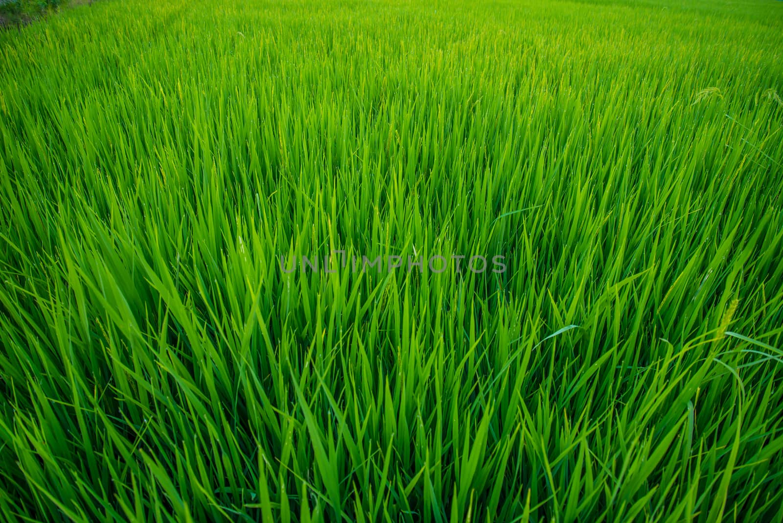 A field where rice is grown in Thailand.