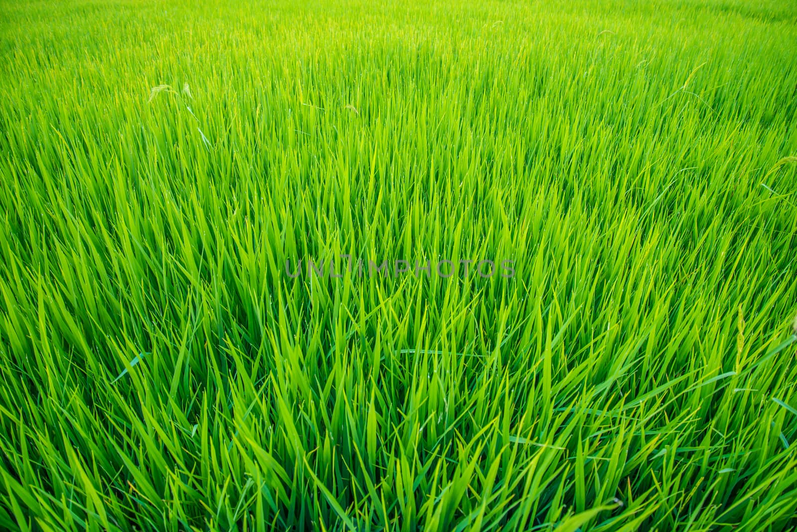 A field where rice is grown in Thailand.