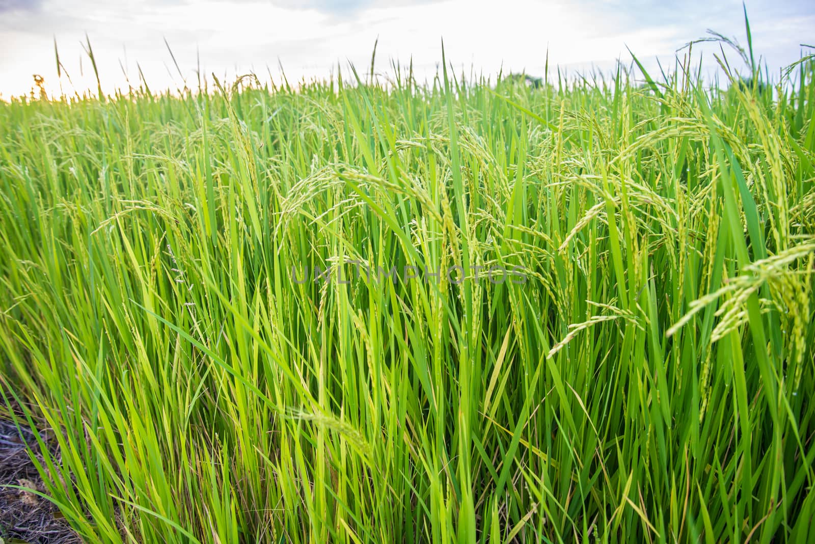 A field where rice is grown in Thailand.