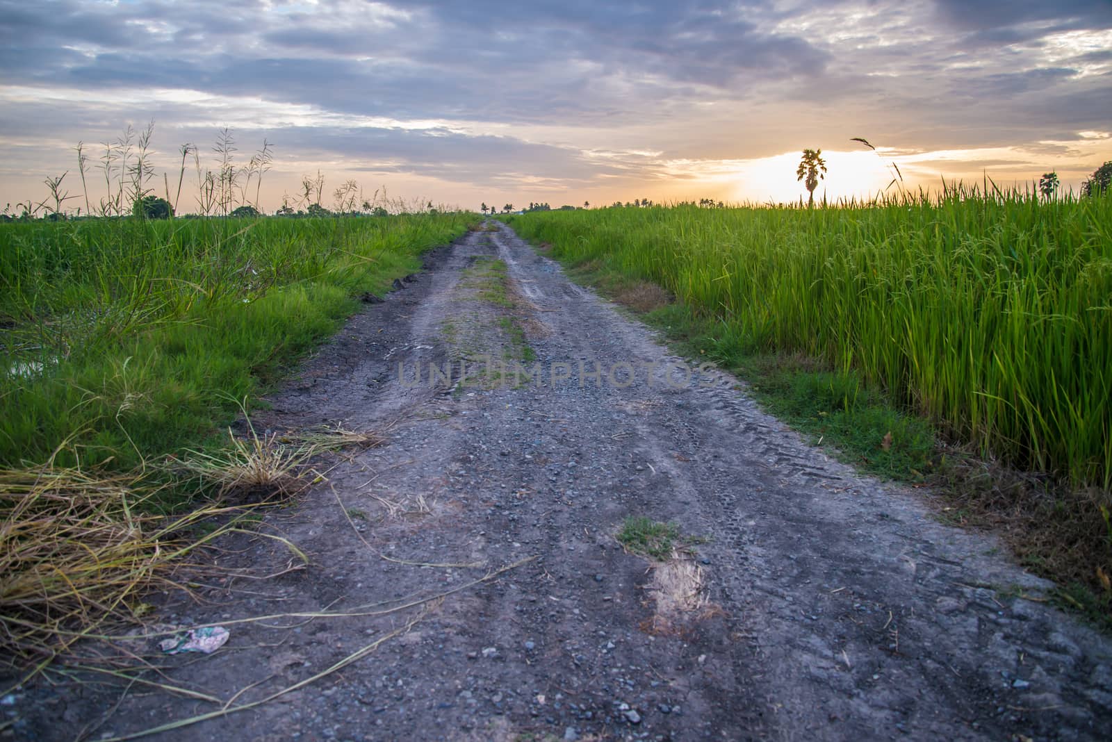 A field where rice is grown in Thailand.