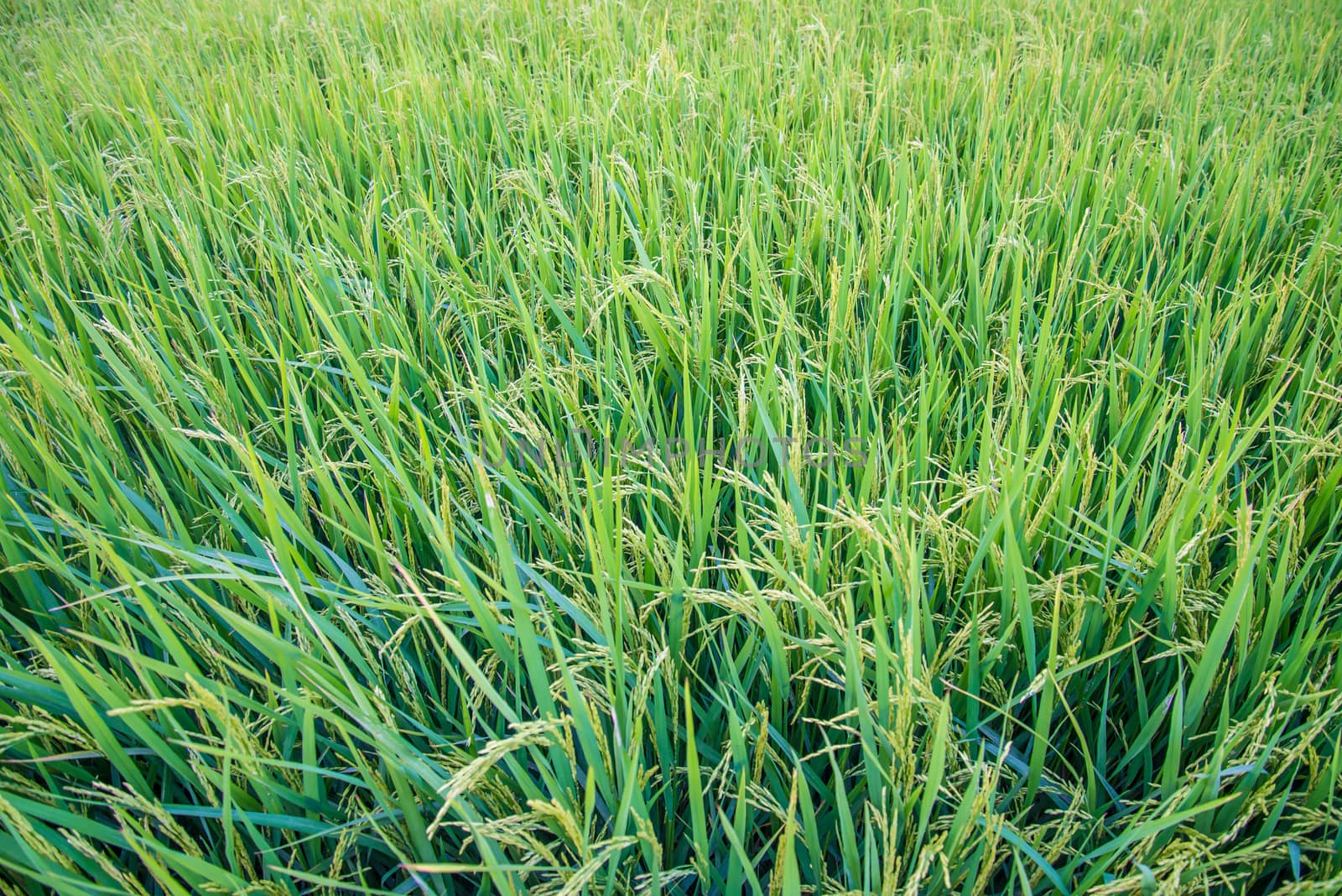 A field where rice is grown in Thailand.