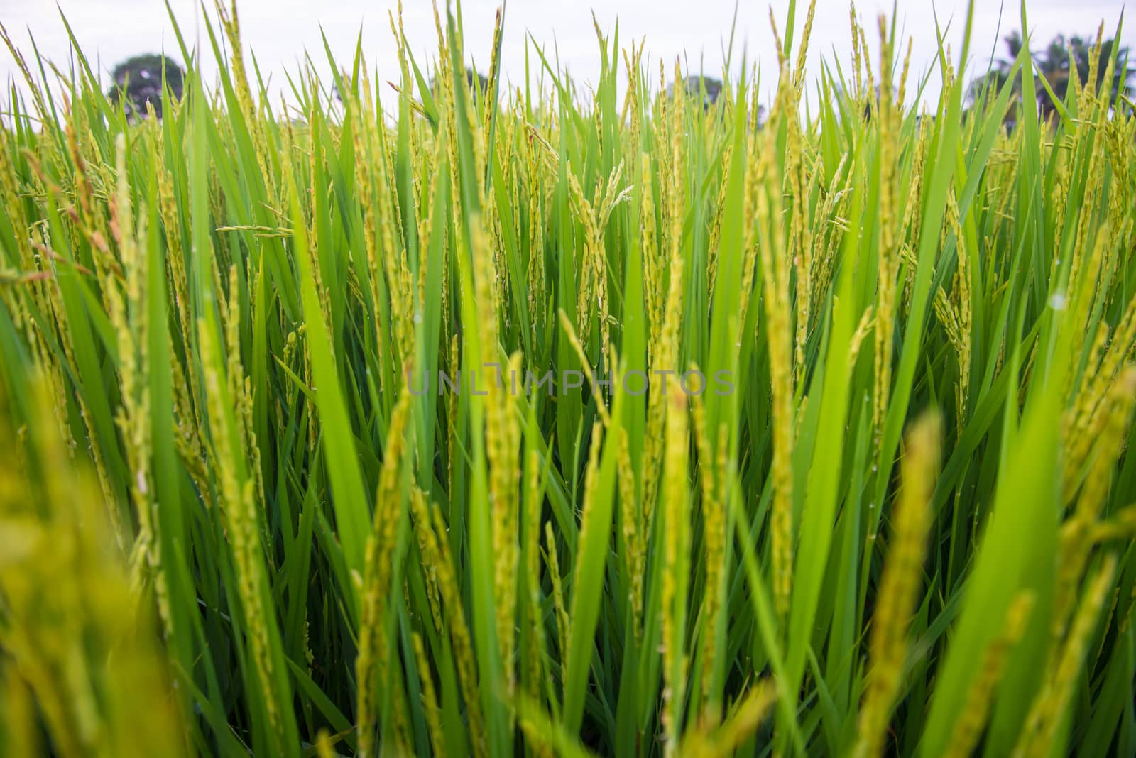 A field where rice is grown in Thailand.