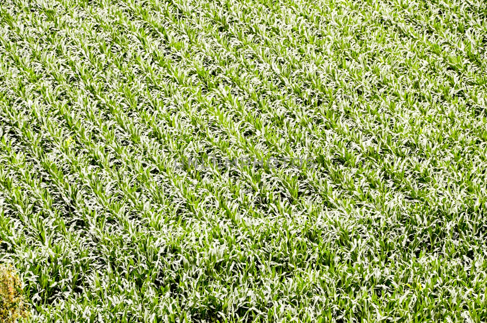 European OGM Growing Green Corn Field Texture Background
