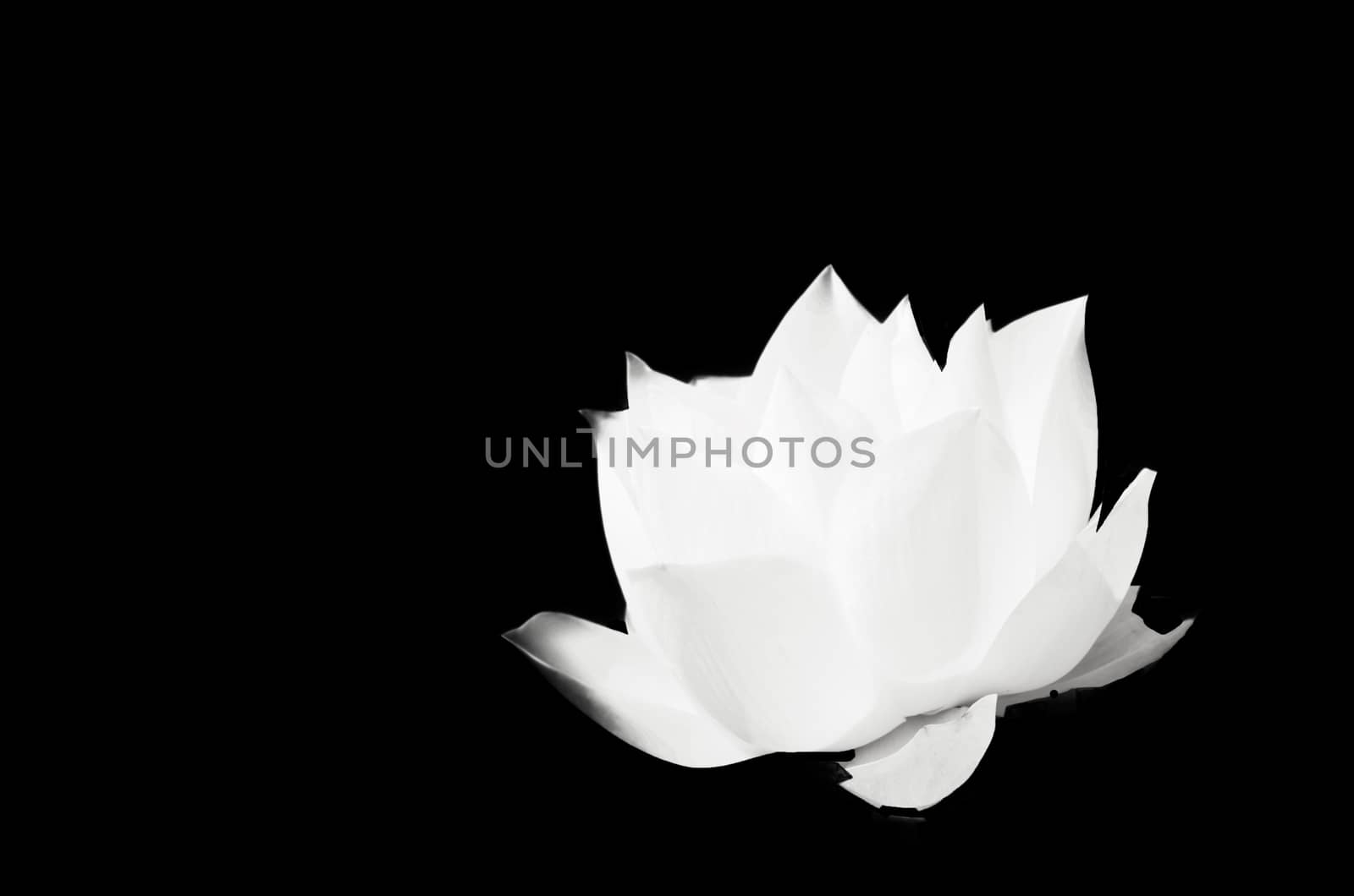 The white lotus on solid black background.
