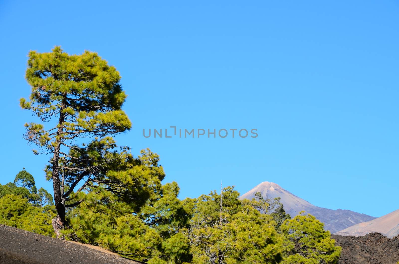 Corona Forestal in Teide National Park Tenerife with Canary Pine