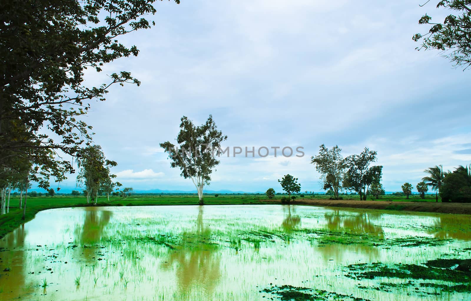 Landscape of Rice Field by kobfujar