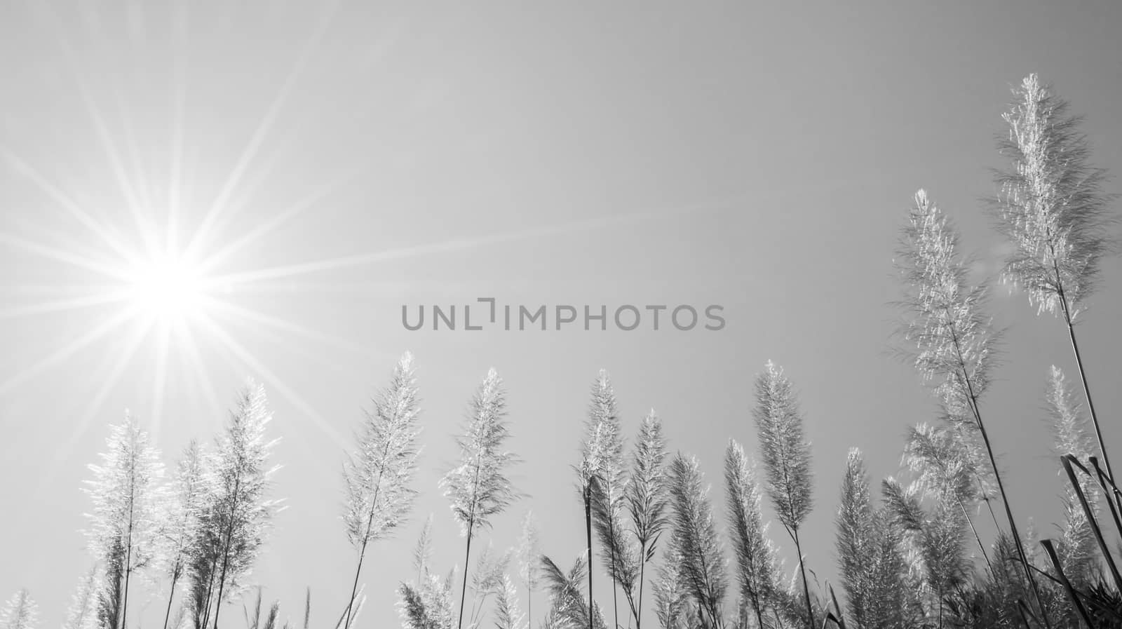 The Feather Grass Flower and the Sun is in Black and White.
