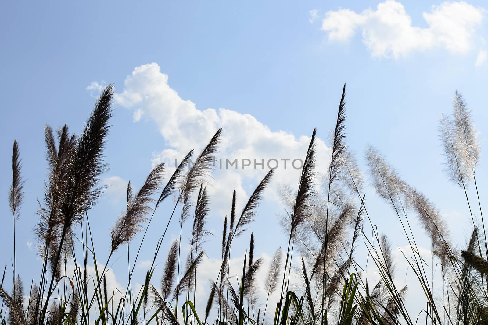 The Feather Grass Flower with Blue Sky.