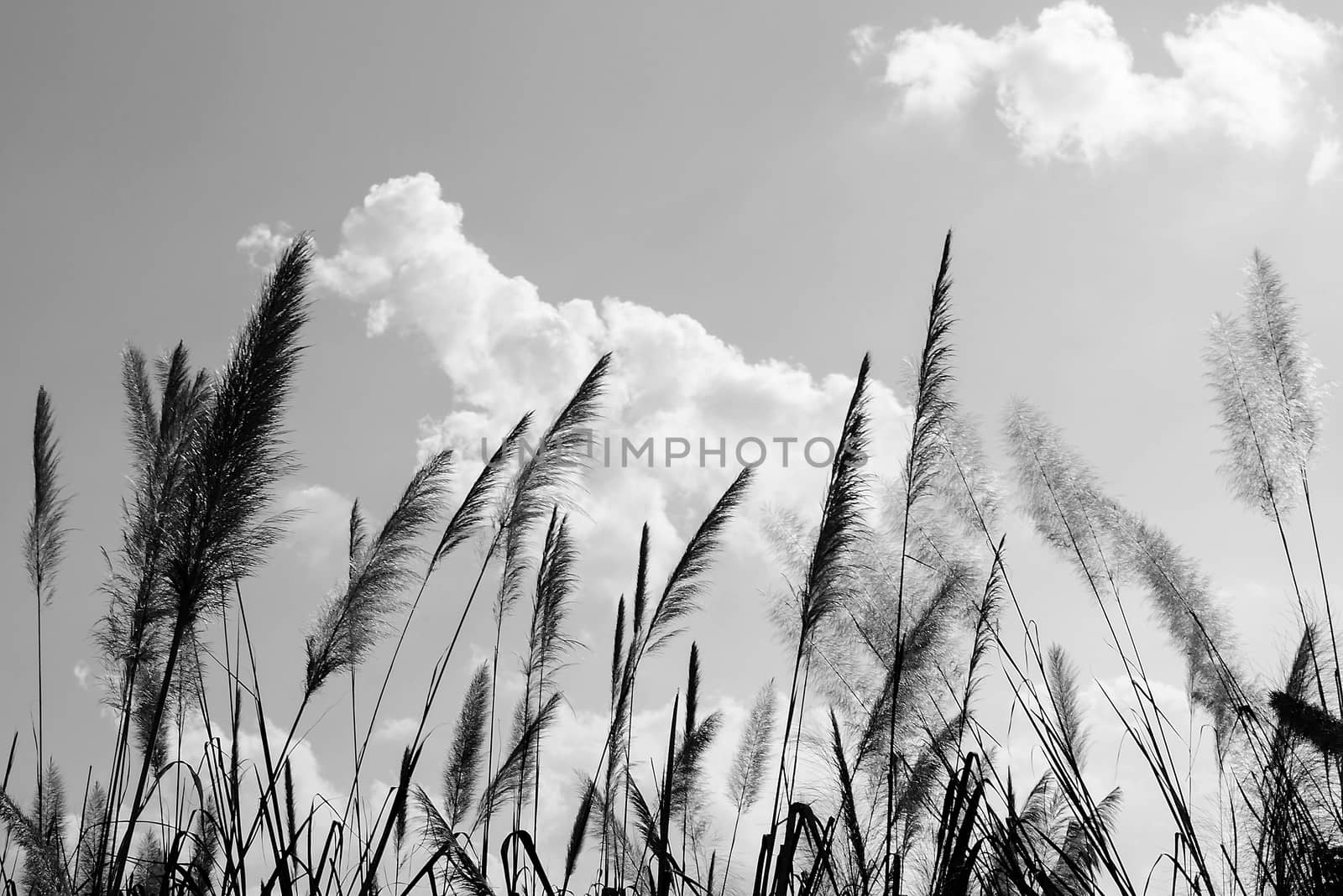Feather Grass Flower in Black and White by kobfujar