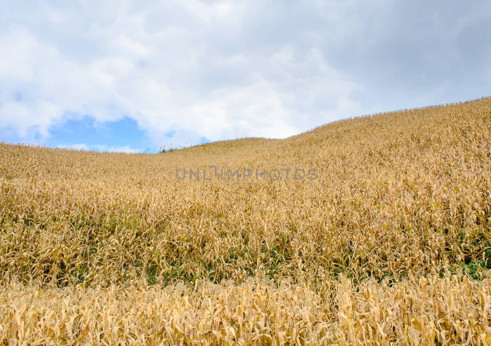 The Corn Field is on the Hill with cloudy blue sky.