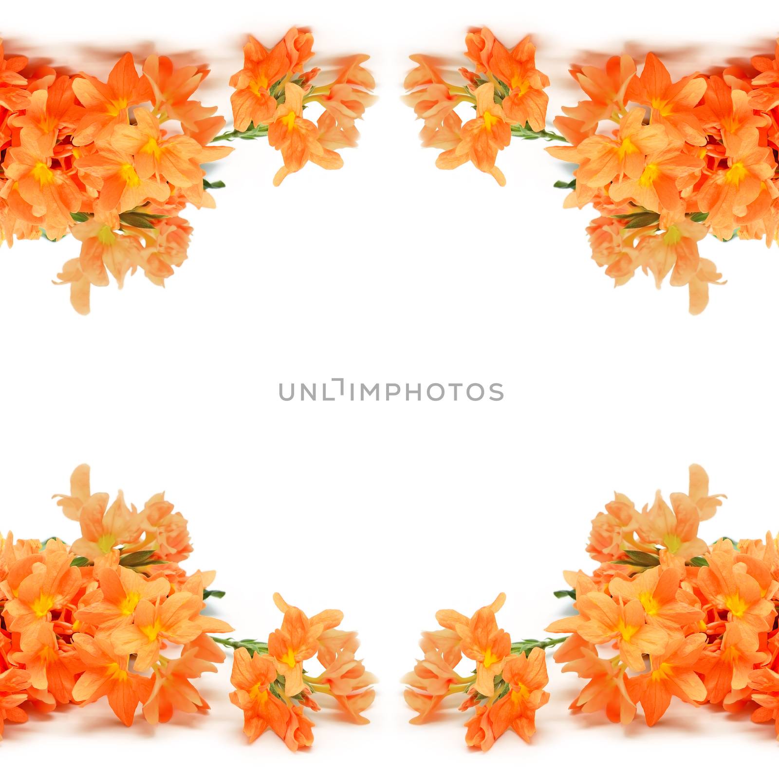 Orange Firecracker flower (Crossandra infundibuliformis), isolated on a white background