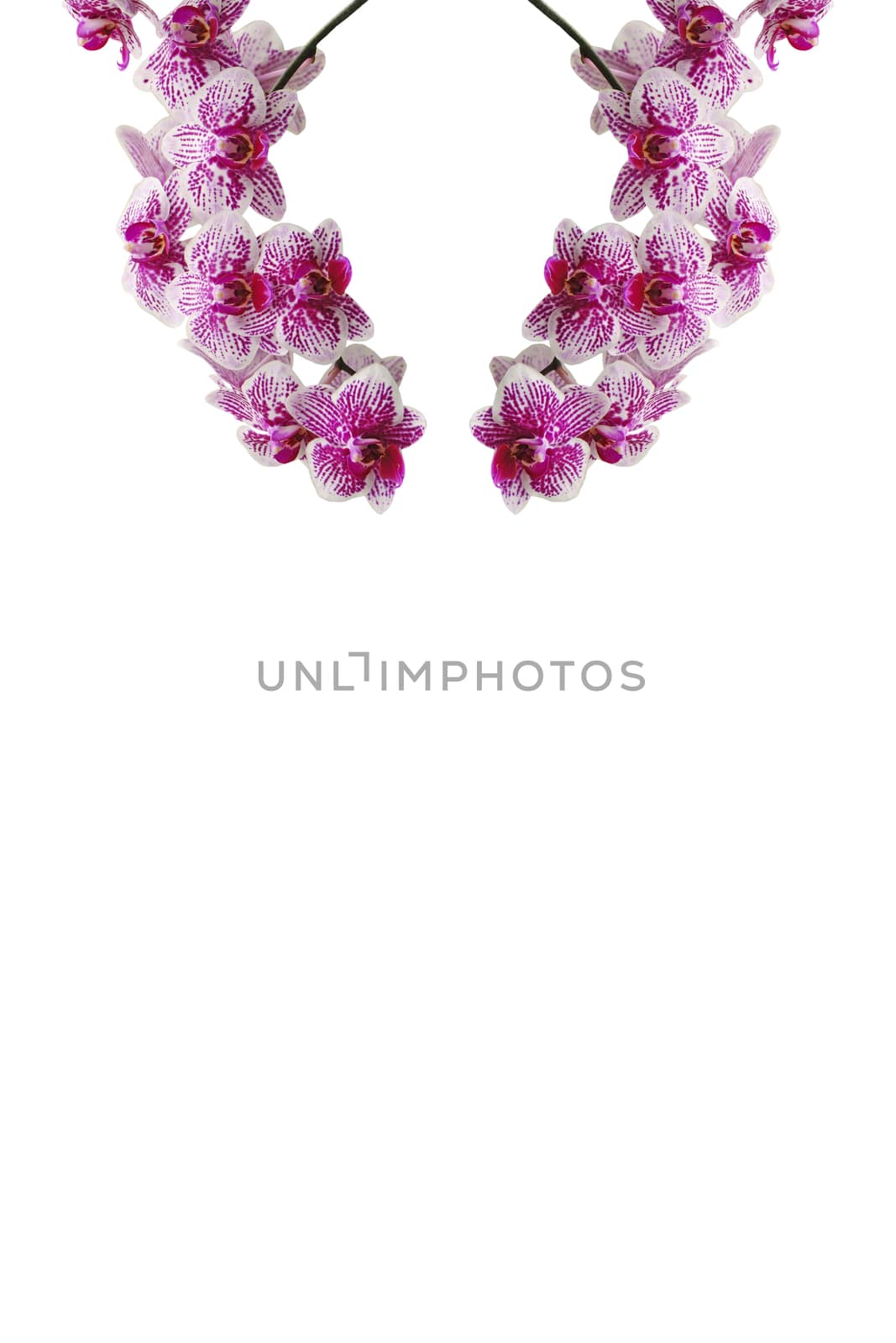 Pink orchid, striped Phalaenopsis hybrid, isolated on a white background