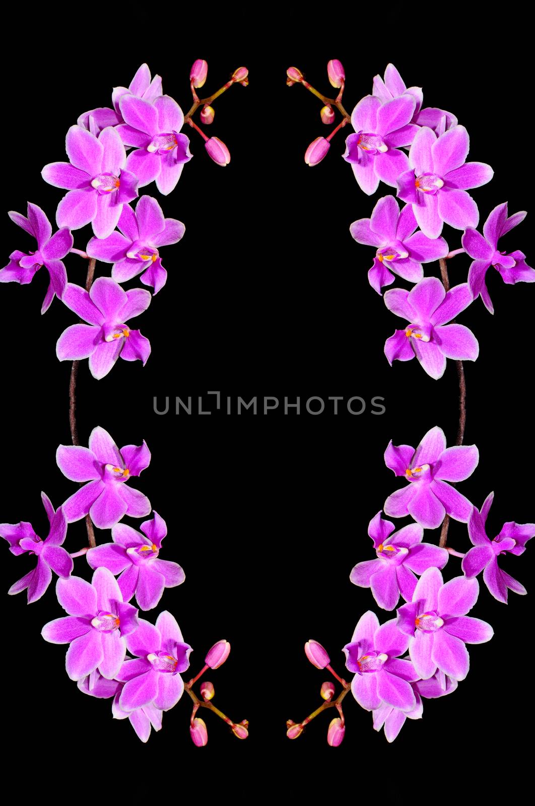 Pale purple orchid, Phalaenopsis hybrid, isolated on a black background