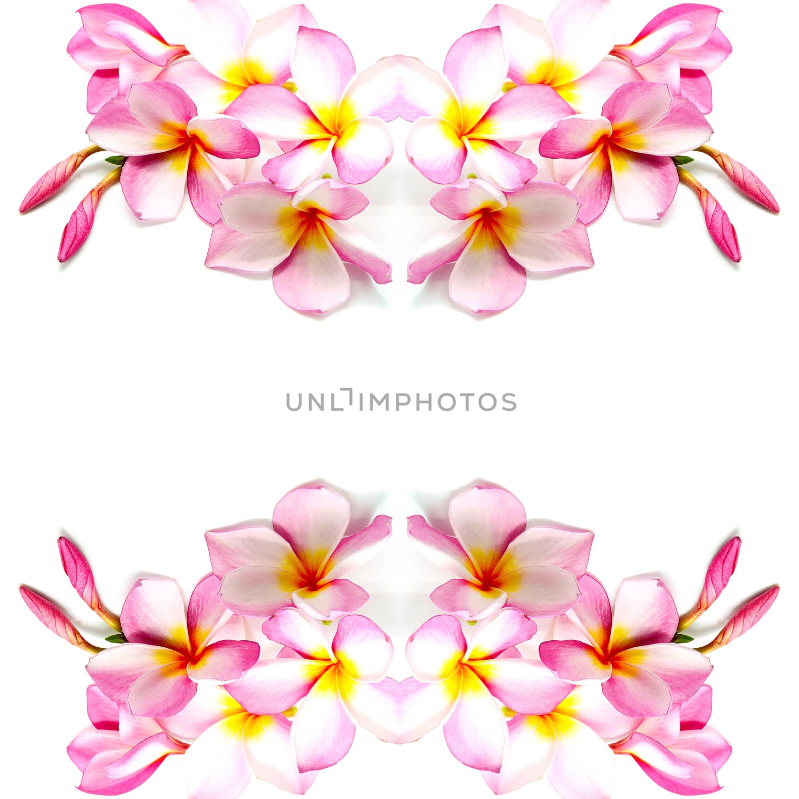 Tropical pink Plumeria or Fangipani flower, isolated on a white background